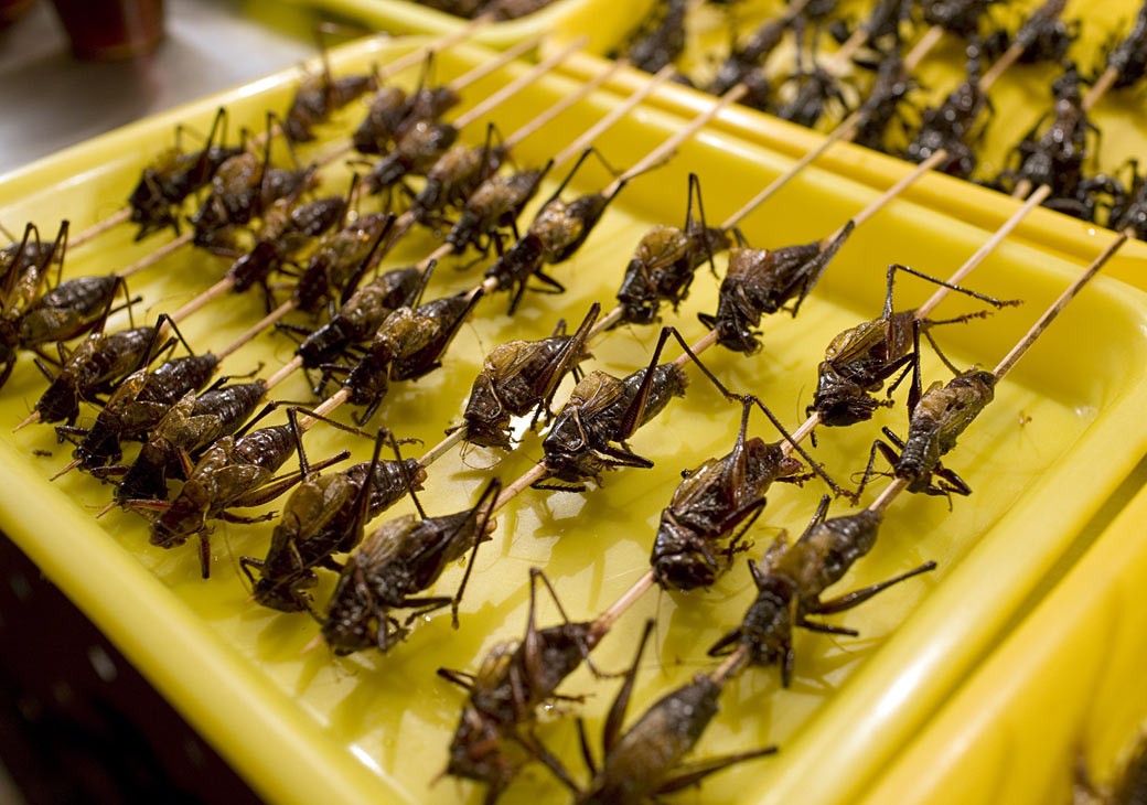 Clases de insectos en nuestra alimentación