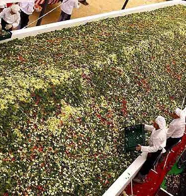 la_ensalada_mas_grande_del_mundo