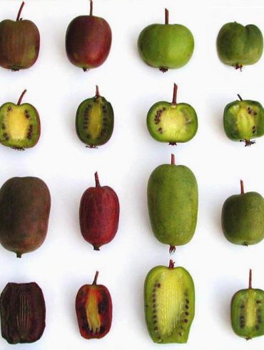 El kiwiño es una nueva fruta rica y dulce