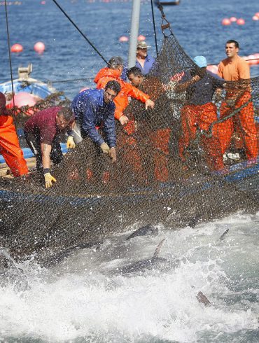 La almadraba de Barbate, pesca de atún