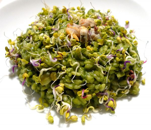Risotto-de-Codium-y-berberechos-con-brotes-de-rábano-Daikon