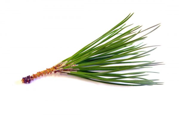 Hojas de pino o zarambujas