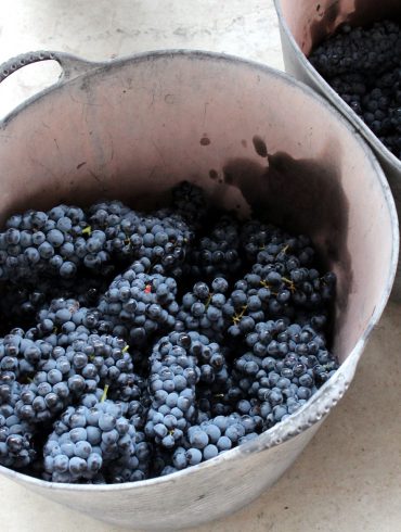 Vendimia en Bodegas Prado Rey-4