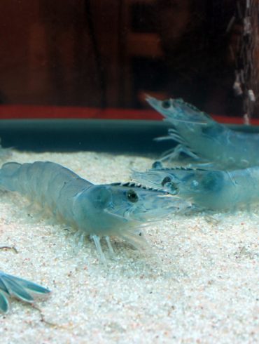 Gamba Natural, langostinos de Valladolid