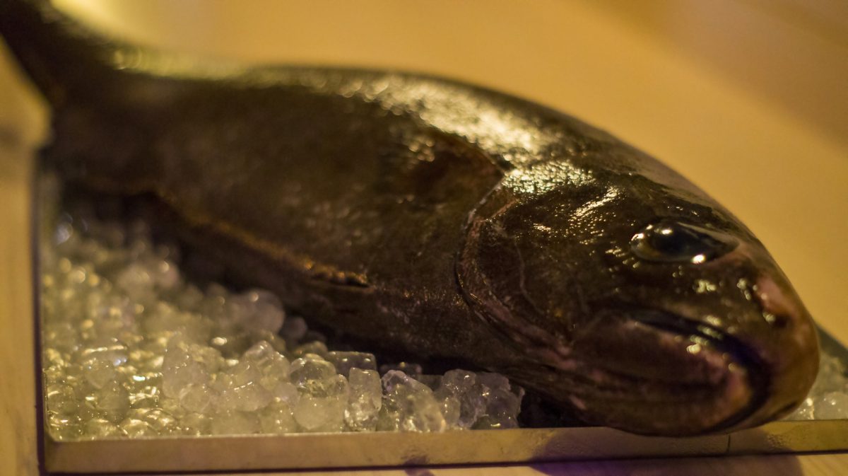 Pescado negrito o Centrolophus Níger