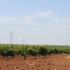Viñedos Bodega Conde de San Cristóbal