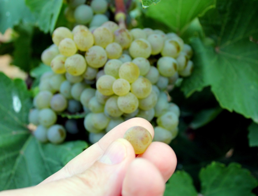uva verdejo